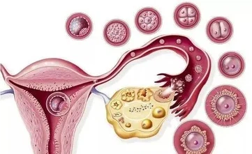 Misoprostol uses Misoprostol uses